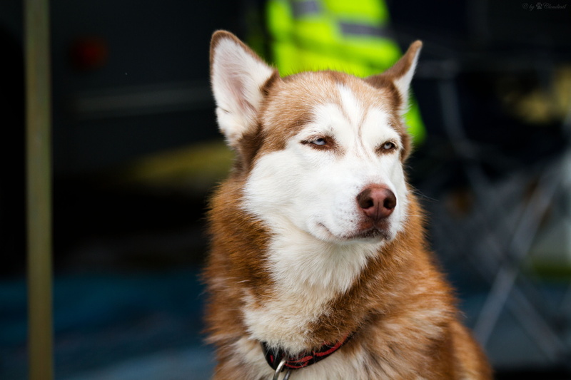 husky, human Face, dog, one Animal, alaskan Culture, beautiful, muzzle, animal Eye, vertebrate, spotted, puppy, eyes, animal Nose, sled Dog, domestic Animals