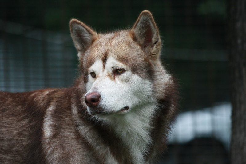 animal head, canine, fur, looking, purebred Dog, husky, mammal, cute, animal body part, animal wildlife, pets, animal Eye, carnivore, alaskan Culture, adult