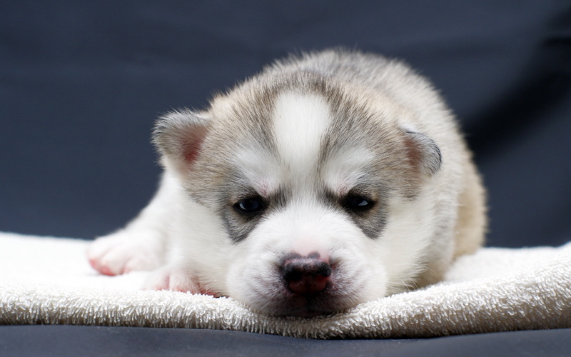 sled Dog, sleeping, small, obedience, lap dog, close-up, fur, purebred Dog, eyes, domestic Animals, sitting, animal head, husky, friendship, mammal, snout