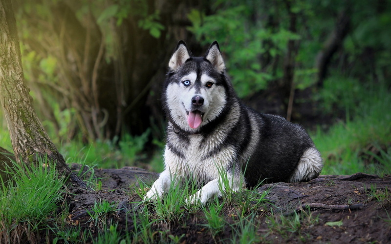 black, one animal, animal themes, human Face, alaskan Culture, white, adult, forest, vertebrate, mammal, vacation, beauty In Nature, summer, domestic, no people