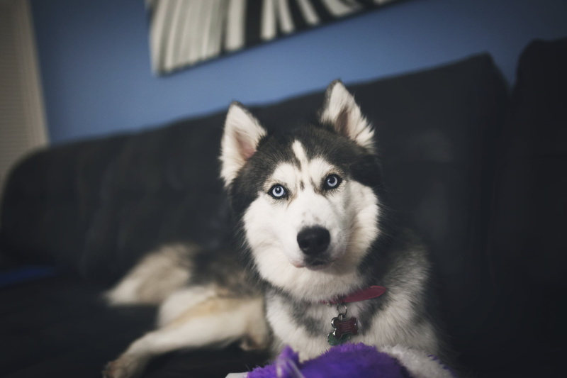 dog, domestic Animals, animal head, cute, siberia, one Animal, small, white, alaskan Culture, canine, focus on foreground, home interior, animal Eye, looking