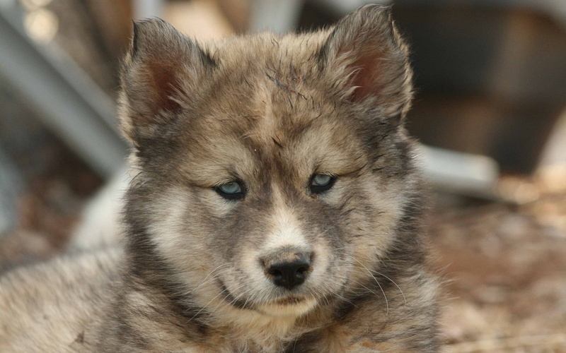 animal body part, pup, fur, mammal, dog, nature, human Face, no people, small, malamute, brown, portrait, outdoors, alaskan Culture, husky, carnivore, purebred Dog