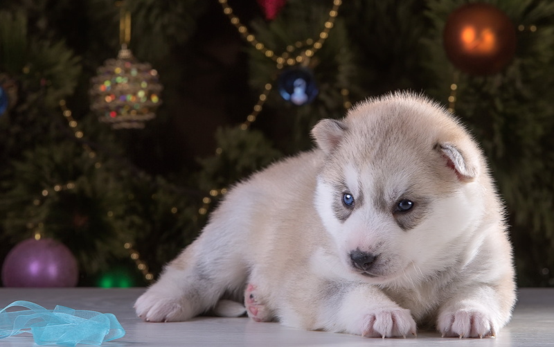 dog, no people, young Animal, purebred Dog, alaskan Culture, animal, fun, decoration, cub, gray, small, cute, canine, celebration, one animal, christmas