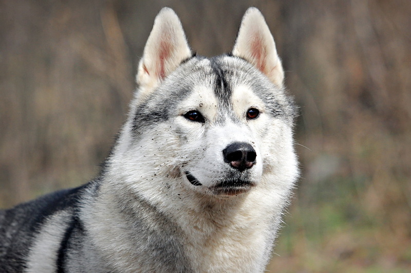 day, nature, young Animal, white, dog, puppy, wolf, snout, human Face, outdoors, canine, beauty In Nature, siberian Husky, domestic Animals, siberia, small