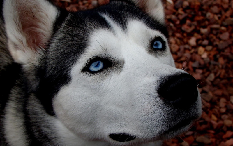mammal, alaskan Culture, winter, black Color, eye, no people, vertebrate, blue-eyed, portrait, looking, pets, domestic, adult, canine, beautiful, sled Dog