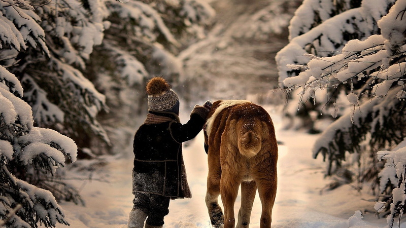 winter, saint, childhood, leisure activity, outdoors, environment, offspring, rear view, children, animals, mammal, dog, bernard, nature, people, snow