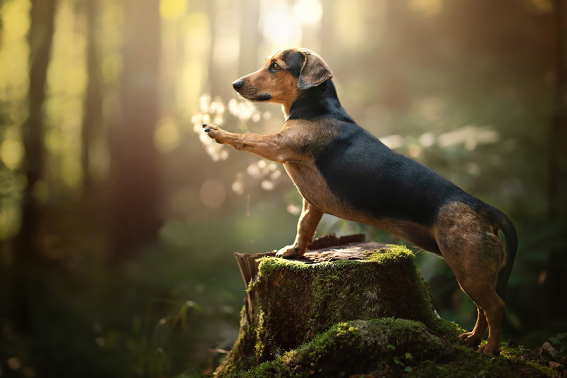 1080P, Dachshund, Dog, Pet, Dogs
