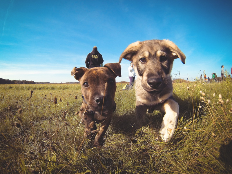 looking at camera, friendship, grass, summer, domestic animals, no people, pitbull, dog, meadow, 4K, outdoors, animal, portrait, pets, mammal, dogs, vertebrate