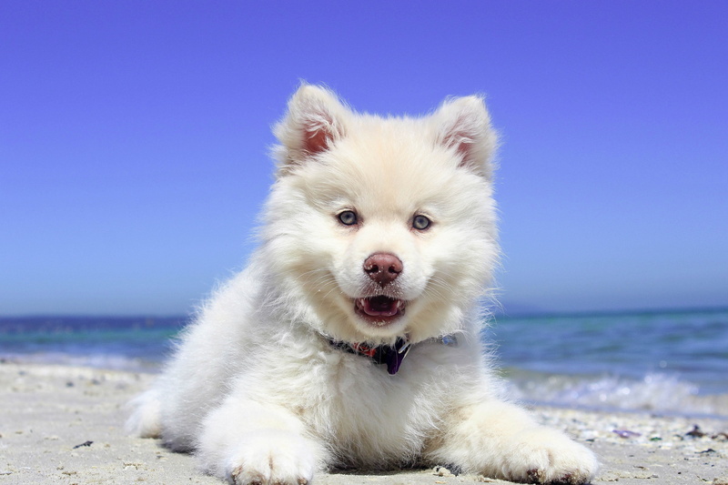 sun, fun, domestic, puppy, portrait, seashore, cute, blue, husky, relax, holiday, white color, sky, water, clear sky, nature, animal themes, doggy, 4K