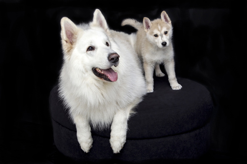 domestic animals, japanese, adult, portrait, sled dog, black background, white color, small, sitting, pet, husky, white, animal body part, one animal, cute