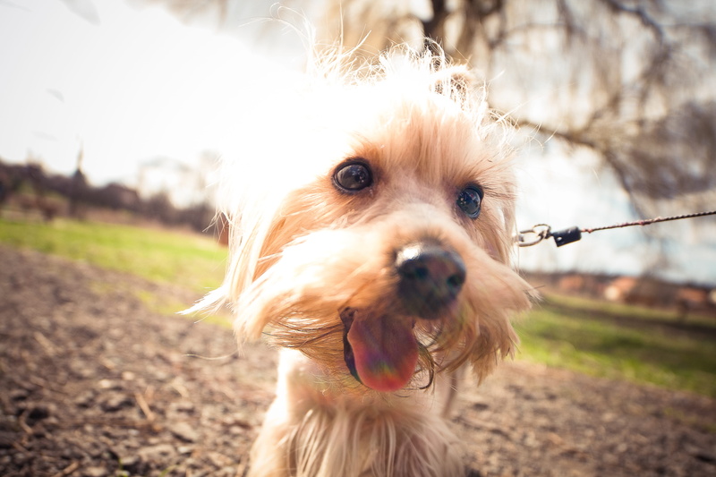 no people, mammal, small, domestic Animals, mouth open, animals, domestic, day, sky, canine, grass, outdoors, portrait, yorkshire Terrier, purebred Dog