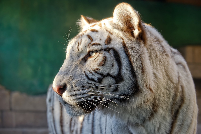 white, white tiger, tiger, wild cat, predator, face, 1080P, profile