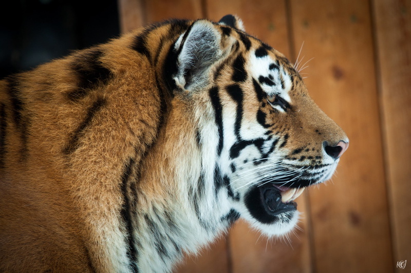 tiger, cat, face, Amur, 1080P, profile