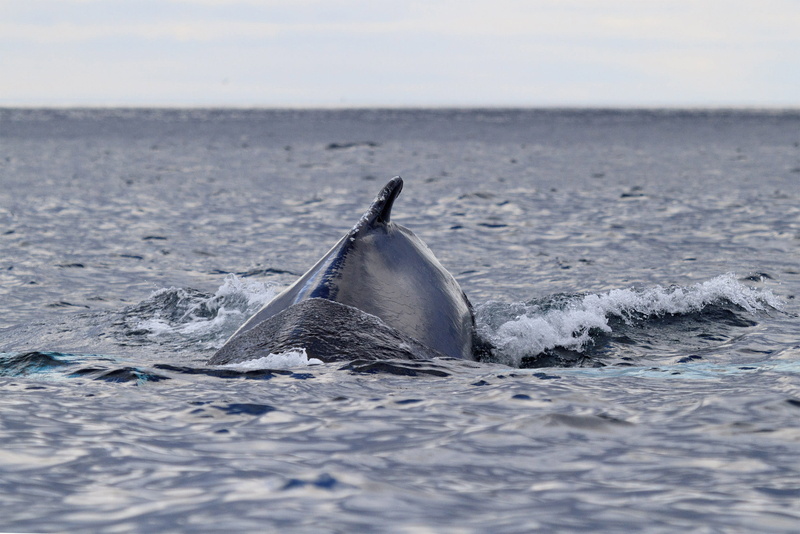 whale, surface, tale fin, sea, eating, fin, nature, no people, marine, waterfront, one animal, tourism, travel, wildlife, lunge, canada, fish, tourist