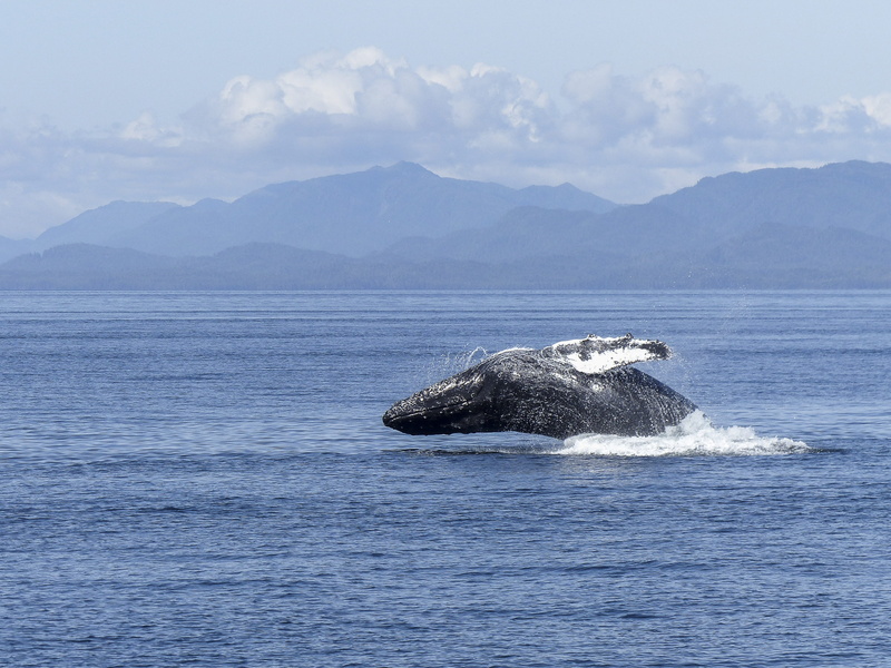 pacific, sky, animal wildlife, animals in the wild, ocean, aquatic, no People, outdoors, natural spectacle, head, Natural, 2K, marine, fin, nature, water