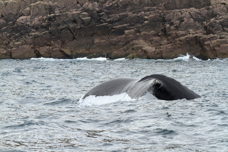 splash, eating, wave, one animal, animal wildlife, outdoors, tale fin, animal, blue, deep, underwater, marine, open, no people, tail fin, species, gray