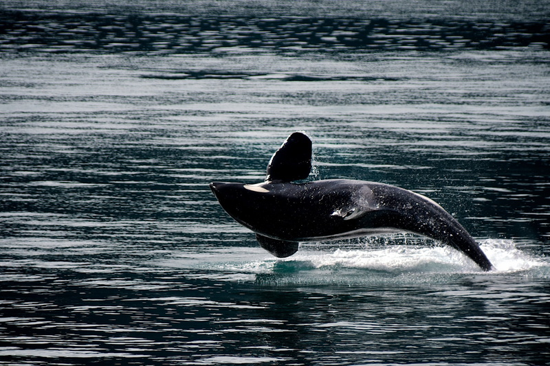 cetacean, usa, dolphin, humpback Whale, kenai fjords national park, whale, waterfront, marine, motion, day, alaska, animal, animal themes, animal wildlife
