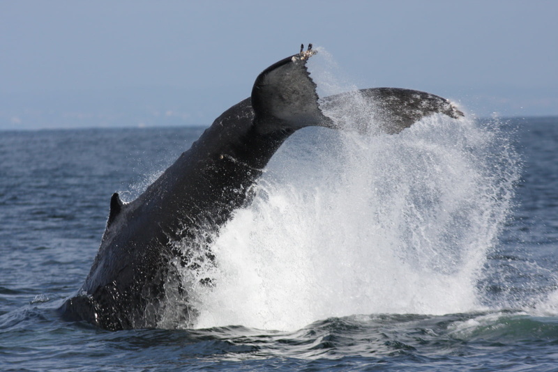 720P, photography, mammal, whala, gray, lense, Lifestyle, wildlife, body of  water, blue, Leisure, Humpback Whale, spray, barnacles, pacific ocean, california sea lions