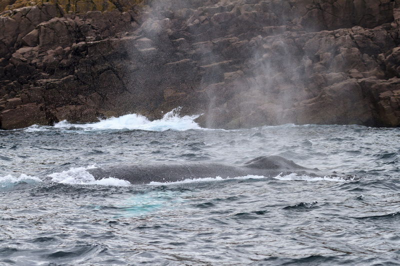 large, tale fin, open, back, splash, animal, 2K, humpback, beautiful, power in nature, nature, eating, motion, day, animal wildlife, hump, fish, wildlife