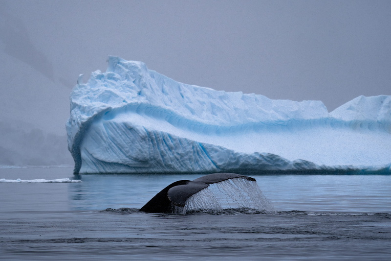 cold temperature, animal wildlife, scenics - nature, iceberg, no people, aquatic mammal, sea, animal, marine, adventure, cold, glacier, near, explore, beauty in nature