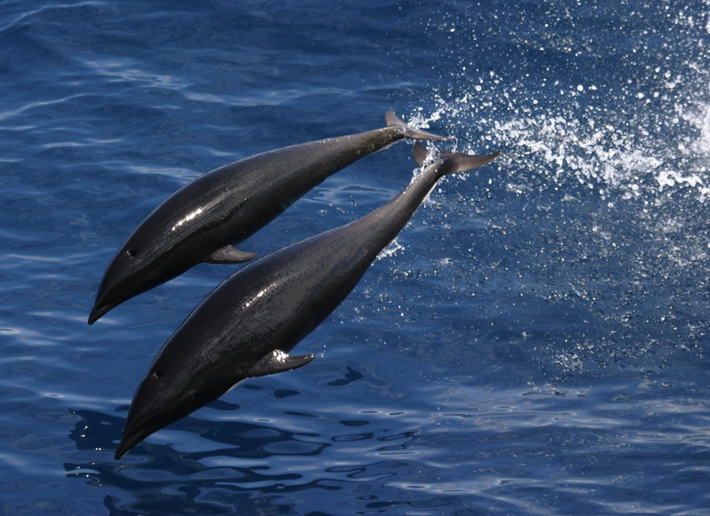 jumping, two, one animal, beautiful, day, swimming, Ocean, outside, vertebrate, body, 1080P, marine, aquatic mammal, splash, northern whale dolphin, sea life