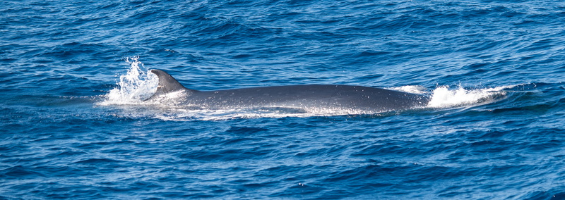 daytime, blue, Spain, gran-canaria, nature, water, fish on, family, Gran Canaria, Whale, ocean, vacation, wild, black fish, island, mammal, body, sea, fish