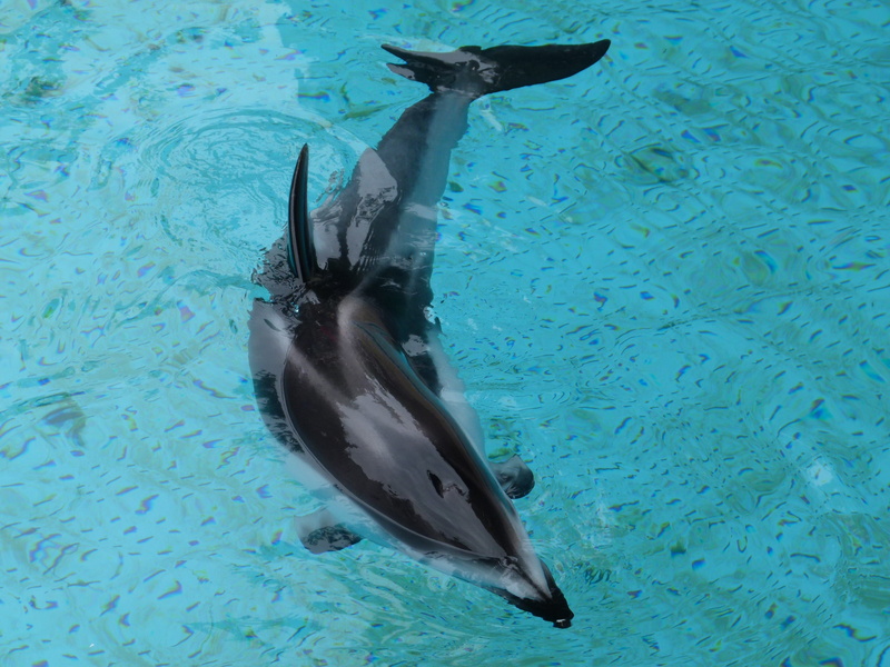 no people, white bellied, turquoise colored, sea Life, black dolphin, swimming, daytime, one animal, mammal, vertebrate, animal, aquarium, sea mammal, animal wildlife