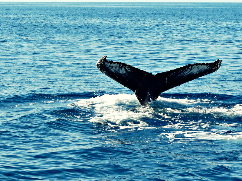 tail Fin, mammal, ocean, 1080P, blue, body of water, humpback  whale, landscape, wildlife, sea, humpback, black whale, animal, s, body, daytime, whale
