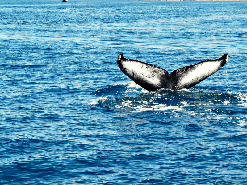 ocean, body of water, 1080P, blue, water, Húsavík, tail, iceland, dolphin, marine  life, Humpback whale, humpback, whale, daytime, animal, mammal, nature