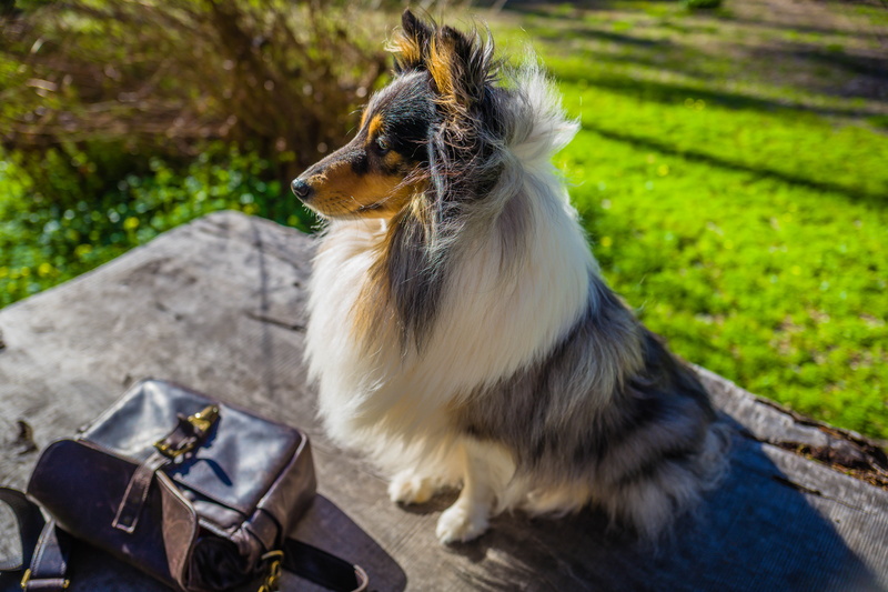 Shetland Sheep Dog, outdoors, day, canine, vertebrate, no people, close-up, domestic, nature, looking, focus on foreground, animal wildlife, mammal, one animal
