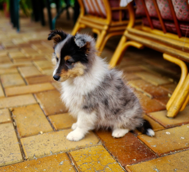 full length, pets, one animal, Collie, Shetland Sheep Dog, mammal, vertebrate, portrait, canine, looking, sitting, animal themes, domestic animals, young animal