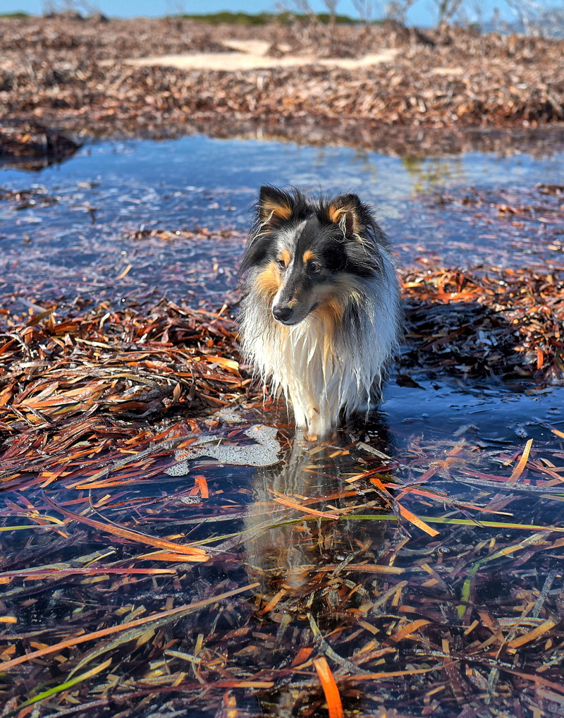 wet, one animal, canine, 2K, pets, domestic, outdoors, land, water, no people, nature, dog, animal themes, mammal, animal, day, beach, Collie, lake, vertebrate