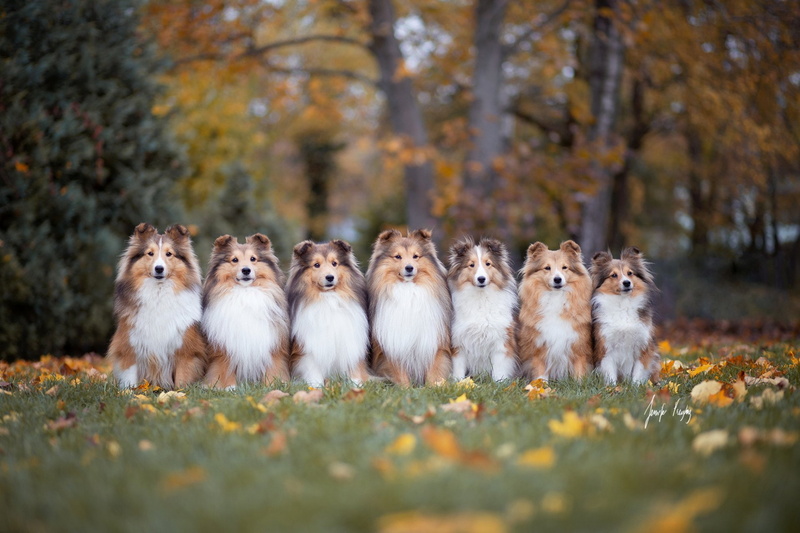 Shetland Sheepdog, Dogs, 1080P