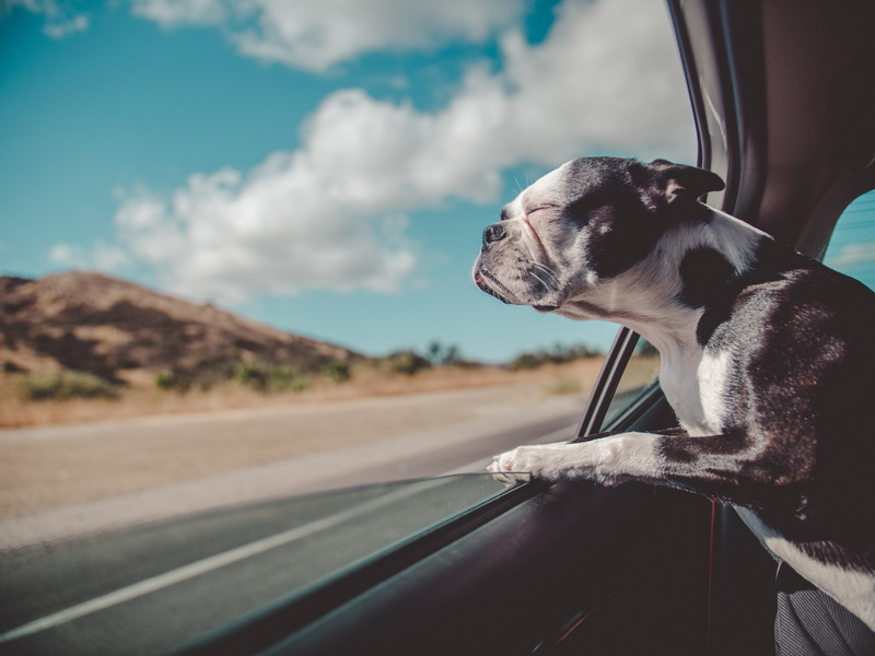 pets, car, road, terrier, humor, sitting, french bulldog, transportation, summer, street, land vehicle, animal, mammal, mode of transportation, sky, nature