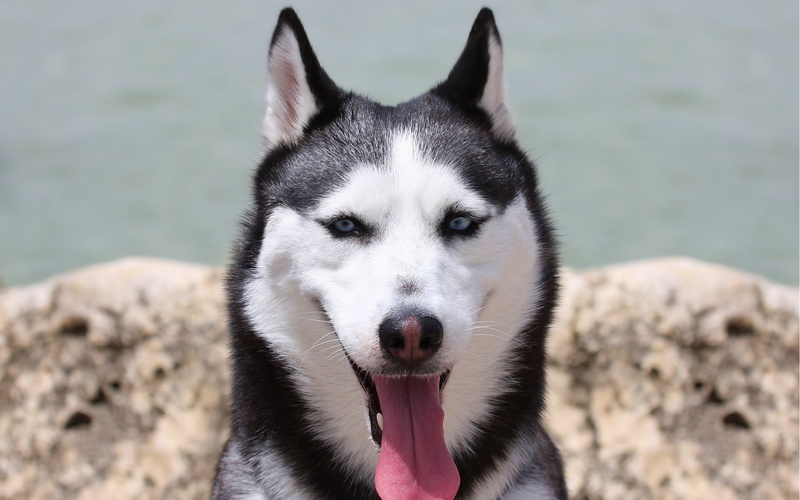 canine, vertebrate, arctic, animal themes, white, human Face, fur, black Color, portrait, dog, black, siberian Husky, outdoors, muzzle, snout, mammal, siberian