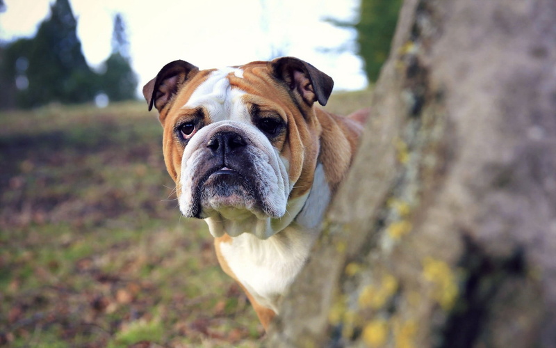 animal, english Bulldog, 1080P, animal Head, english, day, sitting, boxer, canine, mouth open, brown, portrait, cute, dog, adult, look, looking at camera