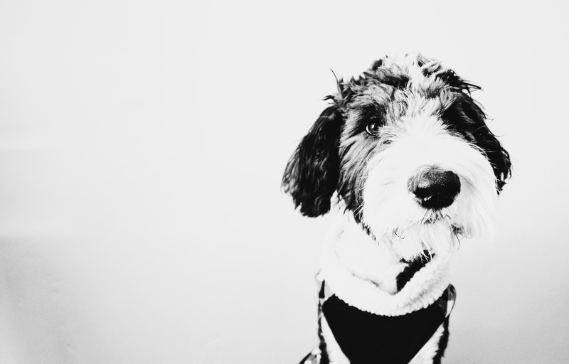 black and white, animal body part, monochrome, black, dog, studio shot, canine, domestic, fur, looking at camera, photo, white background, animal mouth