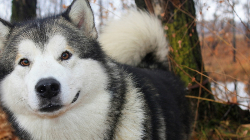furry, smile, pet, alaskan malamute, 1080P, sled dog, dog breed, dog