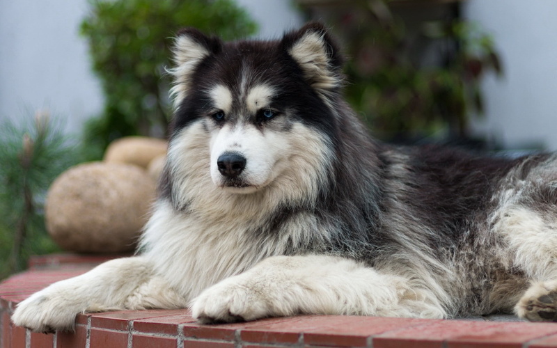 sled Dog, portrait, beautiful, lie, mammal, black, pets, no People, day, looking at camera, white, young Animal, animal themes, spotted, domestic Animals