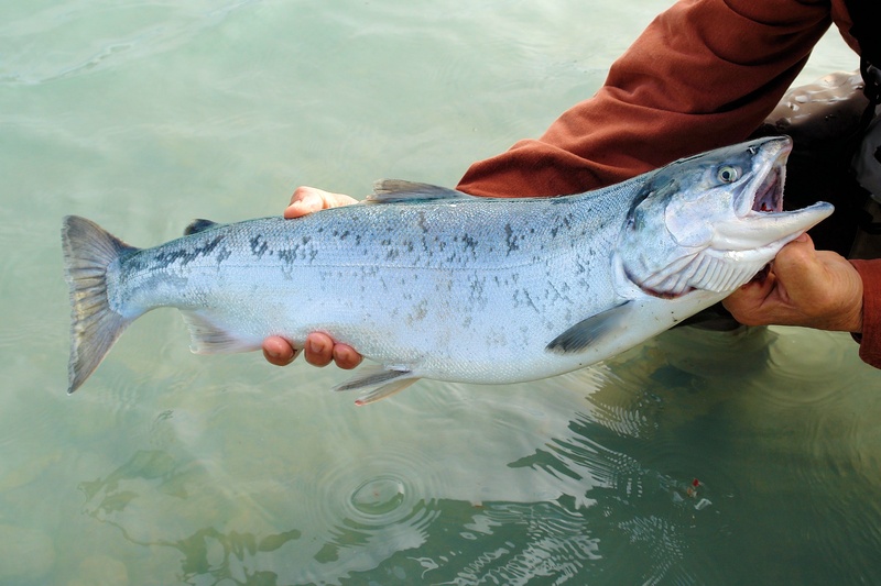 river, one animal, animal themes, vertebrate, white, animal, kenai river, outdoor, real people, food, red, water, outdoors, marine, alaskan, sea, human hand
