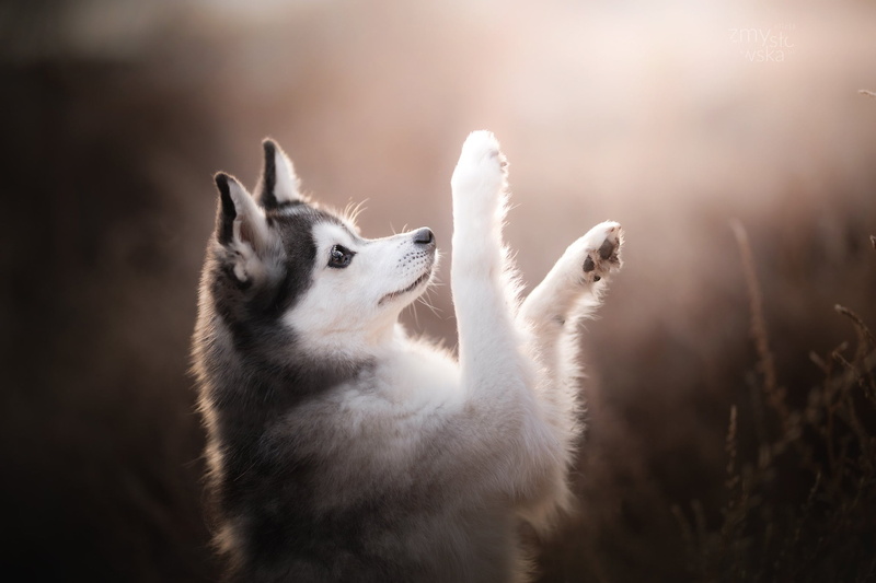 Alaskan Klee Kai, dog, bokeh, 1080P, paws