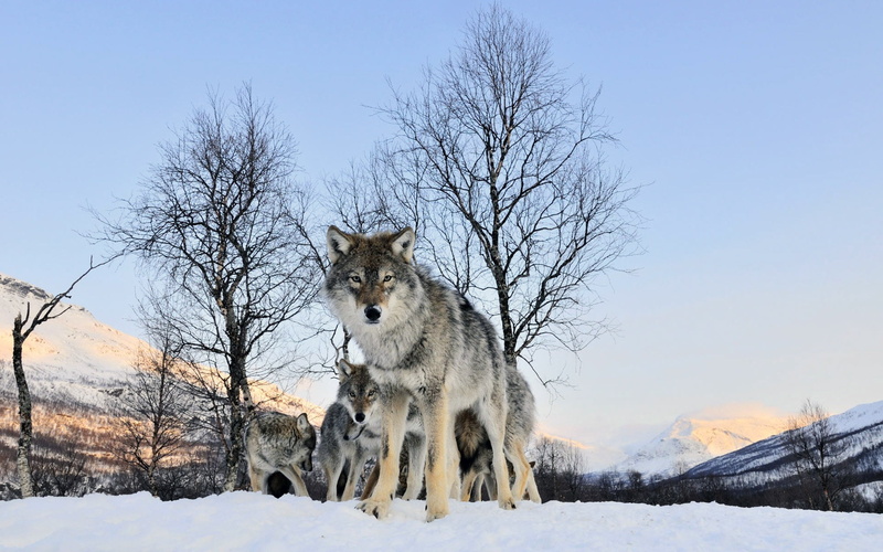 herbivorous, wildlife, 1080P, flock, gray Wolf, animal, outdoors, walk, snow, cold - Temperature, wolf, wolfhund, land, fur, forest, animal And Pets, white