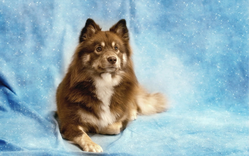 friend, domestic, one animal, pets, no people, white, full length, snow, brown, looking, sitting, blue background, canine, domestic animals, mammal, 720P