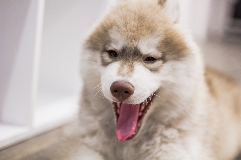 friendship, animal body part, siberian Husky, sled Dog, dog, sable, border collie, canine, puppy, sticking out tongue, close-up, facial expression, portrait