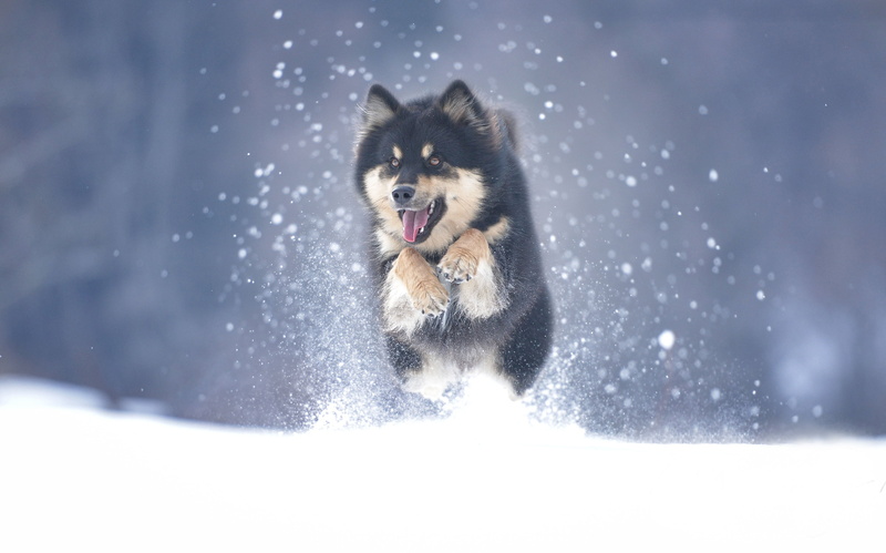 Dog, Dogs, Winter, 2K, Alaskan Malamute, Pet, Snow