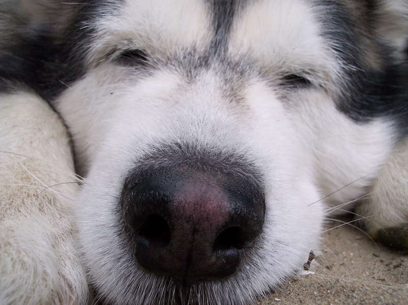 no people, canine, relaxation, snout, eyes closed, animal head, animal nose, domestic animals, domestic, animal body part, close-up, vertebrate, one animal