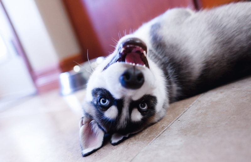 fur, 1080P, one Animal, friendship, animal, dog, snout, paw, indoors, cute, flooring, relaxation, lying Down, sleeping, mammal, domestic, looking, eyes