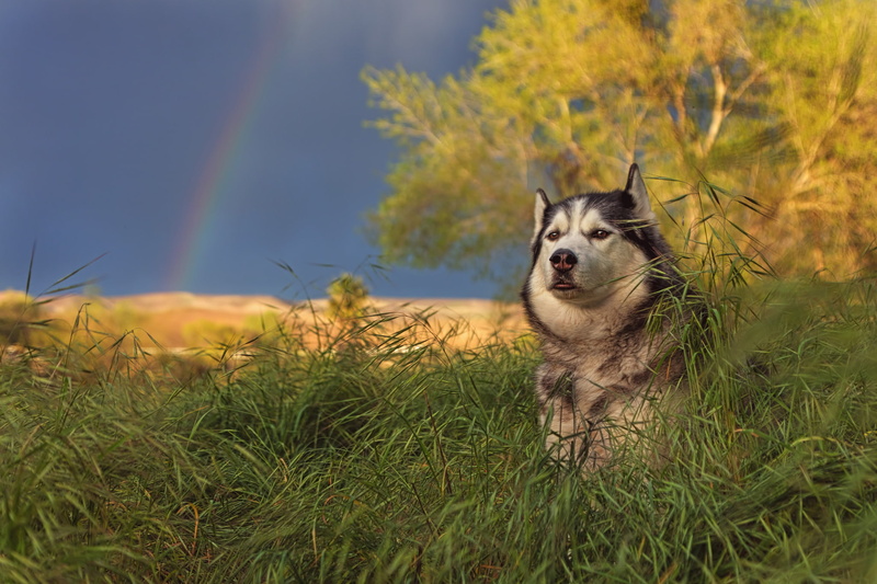 nature, grass, Malamute, rainbow, 1080P, dog