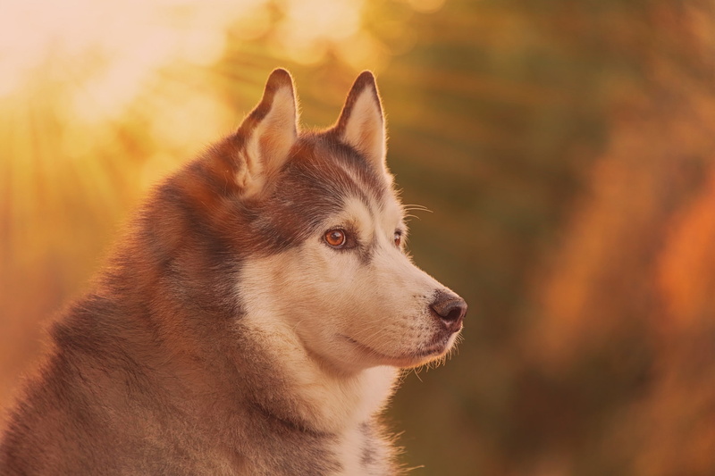 dog, Malamute, portrait, profile, face, bokeh, 1080P