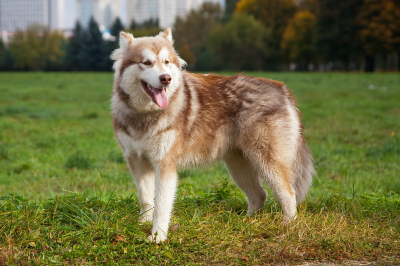 adult, mouth open, plant, pets, sticking out tongue, siberian, each, canine, nature, tan, 2K, grass, domestic, vertebrate, green color, dog, land, animal